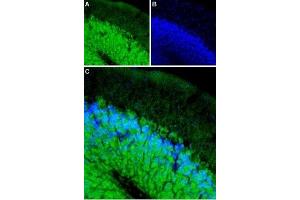 Expression of β1-Adrenoceptor in mouse cerebellum - Immunohistochemical staining of mouse cerebellum using Anti-β1-Adrenergic Receptor (extracellular)-ATTO-488 Antibody (ABIN7042903), (1:60).