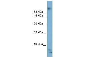 WB Suggested Anti-EXPH5 Antibody Titration:  0.