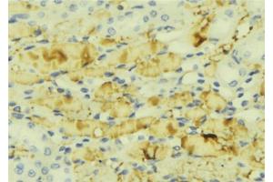 ABIN6276854 at 1/100 staining Mouse liver tissue by IHC-P. (MTTP Antikörper  (Internal Region))