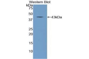 Western blot analysis of the recombinant protein. (NPPC Antikörper  (AA 31-126))