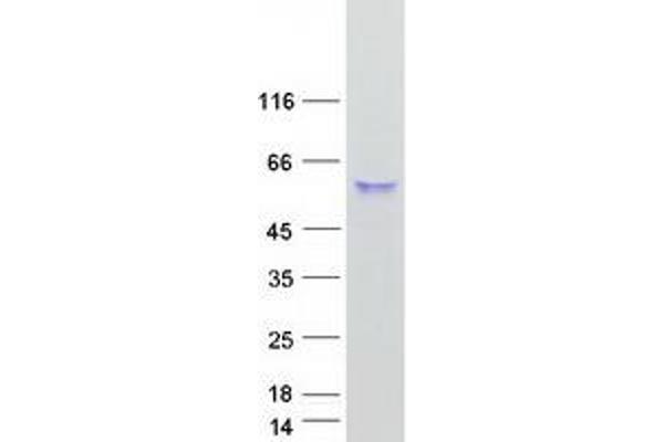 CPVL Protein (Transcript Variant 1) (Myc-DYKDDDDK Tag)