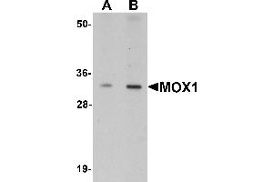 Western Blotting (WB) image for anti-Mesenchyme Homeobox 1 (MEOX1) (Middle Region) antibody (ABIN1031005) (MEOX1 Antikörper  (Middle Region))