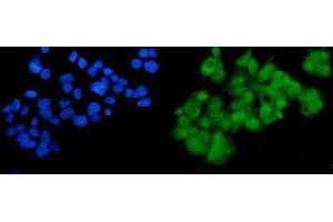 IF analysis of SOX18 using anti-SOX18 antibody (ABIN7602205). (SOX18 Antikörper  (AA 63-362))