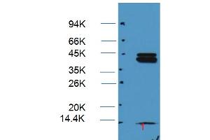 Western Blotting (WB) image for anti-Mitogen-Activated Protein Kinase 1/3 (MAPK1/3) antibody (ABIN6261598)
