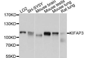 Western blot analysis of extracts of various cell lines, using KIFAP3 antibody. (KIFAP3 Antikörper  (AA 1-200))