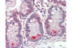 Anti-GUCA2A / Guanylin antibody IHC staining of human small intestine. (GUCA2A Antikörper  (AA 56-105))