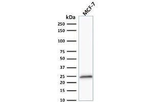Western Blot Analysis of MCF-7 cell lysate using Bcl-2 Mouse Monoclonal Antibody (100/D5 + 124). (Bcl-2 Antikörper  (AA 41-54))