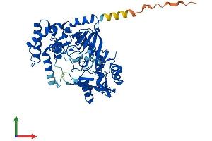 AlphaFold protein structure predicition of Human Recombinant ADSS1 Protein, UniprotID Q8N142