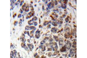 Used in DAB staining on fromalin fixed paraffin-embedded Pancreas tissue (POMC Antikörper  (AA 23-267))