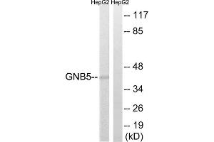 Western blot analysis of extracts from HepG2 cells, using GNB5 antibody. (GNB5 Antikörper  (Internal Region))