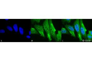 Immunocytochemistry/Immunofluorescence analysis using Mouse Anti-HO-1 Monoclonal Antibody, Clone 1F12-A6 . (HMOX1 Antikörper  (AA 1-30) (PerCP))
