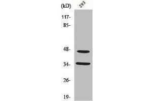 Western Blot analysis of 293 cells using FoxB1/2 Polyclonal Antibody (FOXB1/FOXB2 (Internal Region) Antikörper)
