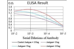 Fig. (DIS3L2 Antikörper  (AA 27-250))