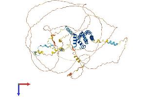 AlphaFold protein structure predicition of Mouse Recombinant Iws1 Protein, UniprotID Q8C1D8