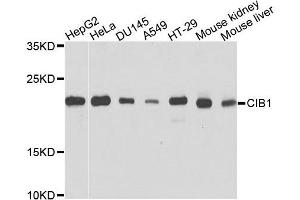 Western blot analysis of extracts of various cells, using CIB1 antibody. (CIB1 Antikörper)