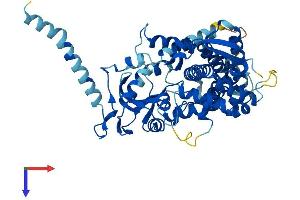 CYP26A1 Protein (AA 1-497) (His tag)
