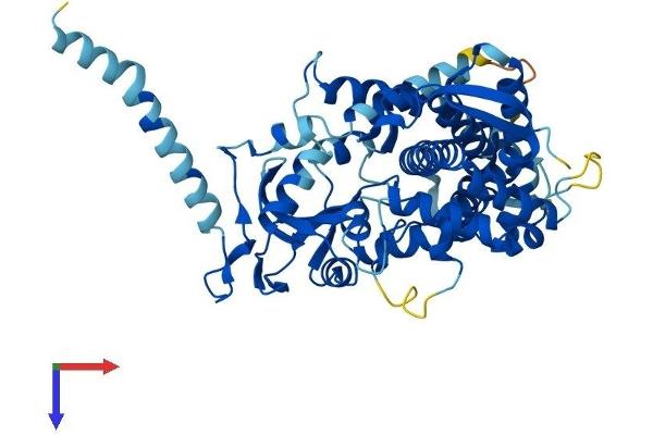 CYP26A1 Protein (AA 1-497) (His tag)