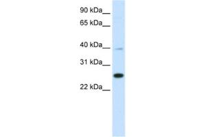 Western Blotting (WB) image for anti-YY1 Associated Factor 2 (YAF2) antibody (ABIN2461508) (YAF2 Antikörper)