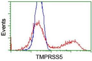 HEK293T cells transfected with either RC223774 overexpress plasmid (Red) or empty vector control plasmid (Blue) were immunostained by anti-TMPRSS5 antibody (ABIN2454938), and then analyzed by flow cytometry. (TMPRSS5 Antikörper)