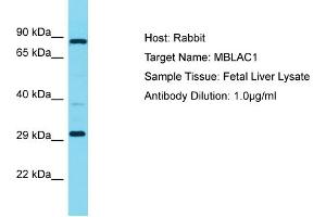 Host: Rabbit Target Name: MBLAC1 Sample Type: Fetal Liver lysates Antibody Dilution: 1. (MBLAC1 Antikörper  (C-Term))