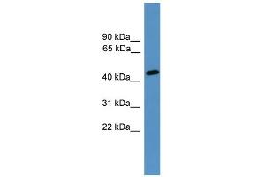 WB Suggested Anti-Elk3 Antibody Titration:  0. (ELK3 Antikörper  (N-Term))