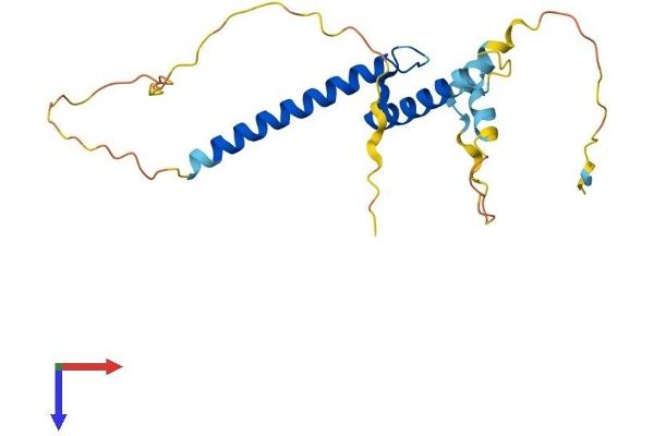 TCF15 Protein (AA 1-199) (His tag)