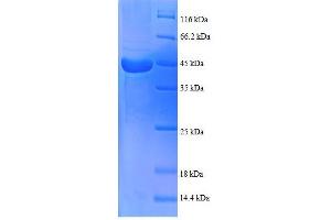 Biogenesis of Lysosomal Organelles Complex-1, Subunit 1 (BLOC1S1) (AA 1-153), (full length) protein (GST tag) (BLOC1S1 Protein (AA 1-153, full length) (GST tag))