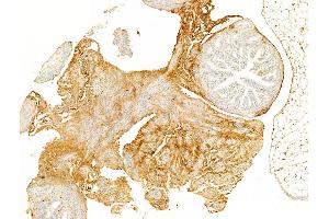 ABIN6256691 and ABIN6267080 at 1/100 staining Mouse ovary tissue by IHC-P. (Connexin 43/GJA1 Antikörper  (pTyr265))