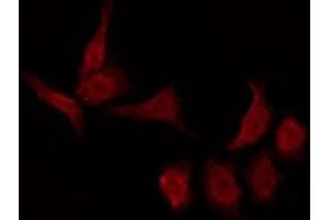 ABIN6276018 staining NIH-3T3 by IF/ICC. (GPR157 Antikörper  (C-Term))