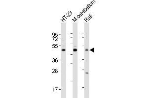 All lanes : Anti-GLUL Antibody (N-term) at 1:2000 dilution Lane 1: HT-29 whole cell lysates Lane 2: mouse cerebellum lysates Lane 3: Raji whole cell lysates Lysates/proteins at 20 μg per lane.