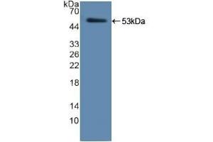 Detection of Recombinant ELA2, Human using Polyclonal Antibody to Neutrophil Elastase (NE) (ELANE Antikörper  (AA 30-247))