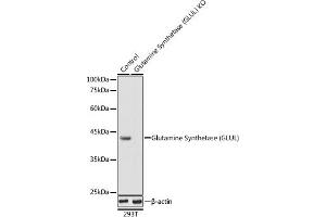 Western blot analysis of extracts from normal (control) and Glutamine Synthetase (GLUL) knockout (KO) 293T cells, using Glutamine Synthetase (GLUL) antibody (ABIN6130425, ABIN6141161, ABIN6141162 and ABIN7101772) at 1:1000 dilution. (GLUL Antikörper  (AA 1-373))