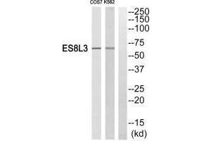 Western blot analysis of extracts from Cos7 cells and K562 cells, using ES8L3 antiobdy. (EPS8-Like 3 Antikörper)