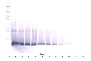 Image no. 1 for anti-Interferon, beta 1, Fibroblast (IFNB1) antibody (ABIN464940) (IFNB1 Antikörper)