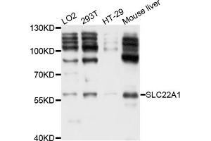 Western blot analysis of extracts of various cell lines, using SLC22A1 antibody (ABIN4905182) at 1:1000 dilution. (SLC22A1 Antikörper)