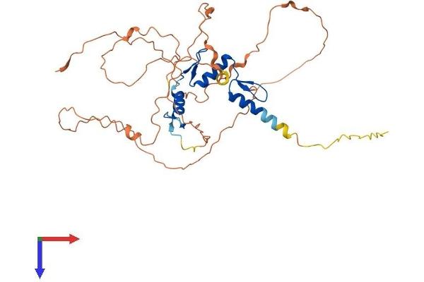 EGR3 Protein (AA 1-387) (His tag)