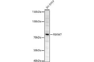 Western blot analysis of extracts of SH-SY5Y cells, using FBXW7 antibody (ABIN6131632, ABIN6140535, ABIN6140537 and ABIN6221574) at 1:500 dilution. (FBXW7 Antikörper  (AA 408-707))