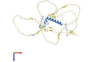 CDKN1C Protein (AA 1-348) (His tag)