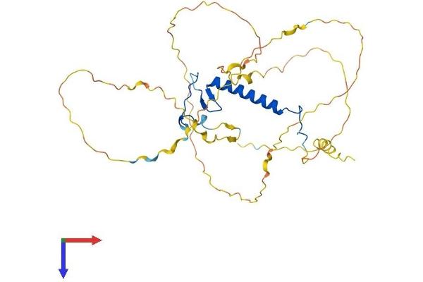 CDKN1C Protein (AA 1-348) (His tag)
