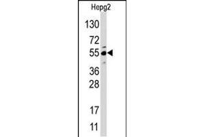 Western blot analysis of anti-JMJD4 (N-term) Pab in HepG2 cell line lysate. (JMJD4 Antikörper  (N-Term))