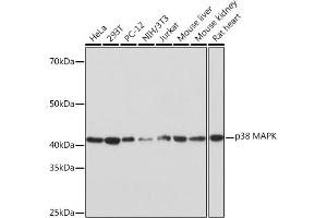 Western blot analysis of extracts of various cell lines, using p38 MAPK Rabbit mAb (ABIN1682699, ABIN3019202, ABIN3019203 and ABIN7101731) at 1:1000 dilution. (MAPK14 Antikörper)