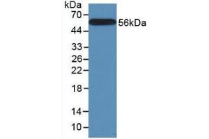 Figure. (Calnexin Antikörper  (AA 239-461))