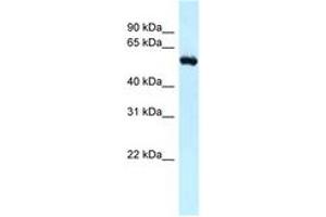 Image no. 1 for anti-Retinoblastoma Binding Protein 5 (RBBP5) (N-Term) antibody (ABIN6747813)