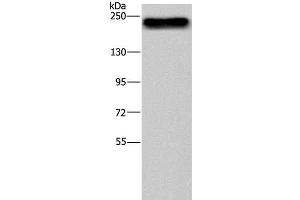 Western Blot analysis of NIH/3T3 cell using BRD4 Polyclonal Antibody at dilution of 1:500 (BRD4 Antikörper)
