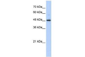 ABHD2 antibody used at 1 ug/ml to detect target protein.