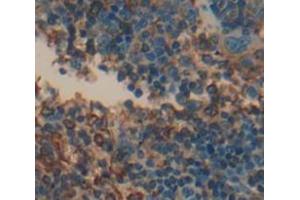 IHC-P analysis of Mouse Tissue, with DAB staining. (CD70 Antikörper  (AA 64-192))