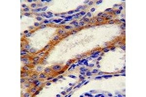 STIM1 antibody immunohistochemistry analysis in formalin fixed and paraffin embedded human kidney tissue. (STIM1 Antikörper  (AA 509-538))