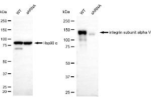 Western blotting analysis using integrin subunit alpha V antibody (ABIN7799063). (Rekombinanter CD51 Antikörper)