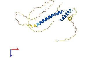 Musculin Protein (MSC) (AA 1-201) (His tag)