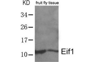 Western blot analysis of extracts from whole fruit fly (drosophila melanogaster) tissue lysate using Eif1. (EIF1 Antikörper  (AA 4-8))